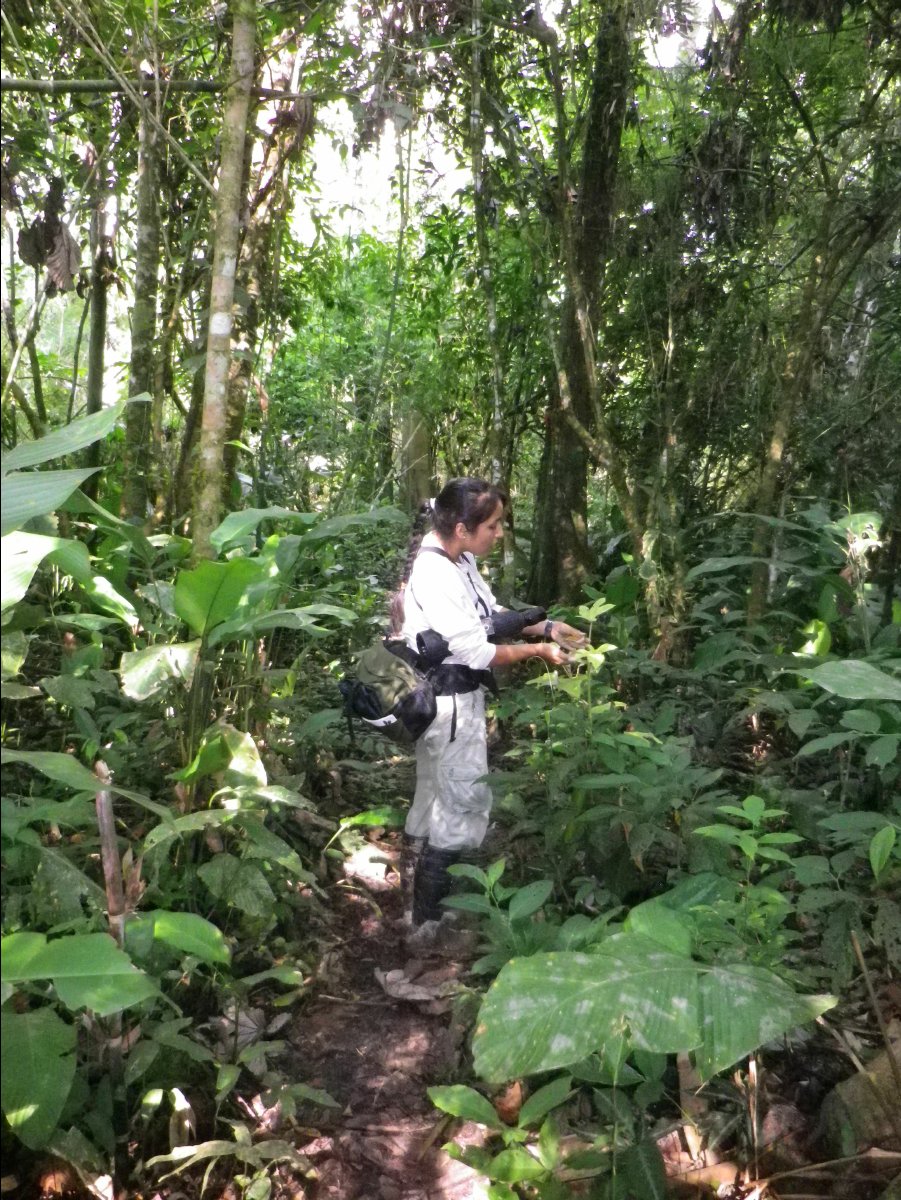 Amazon - Peru10